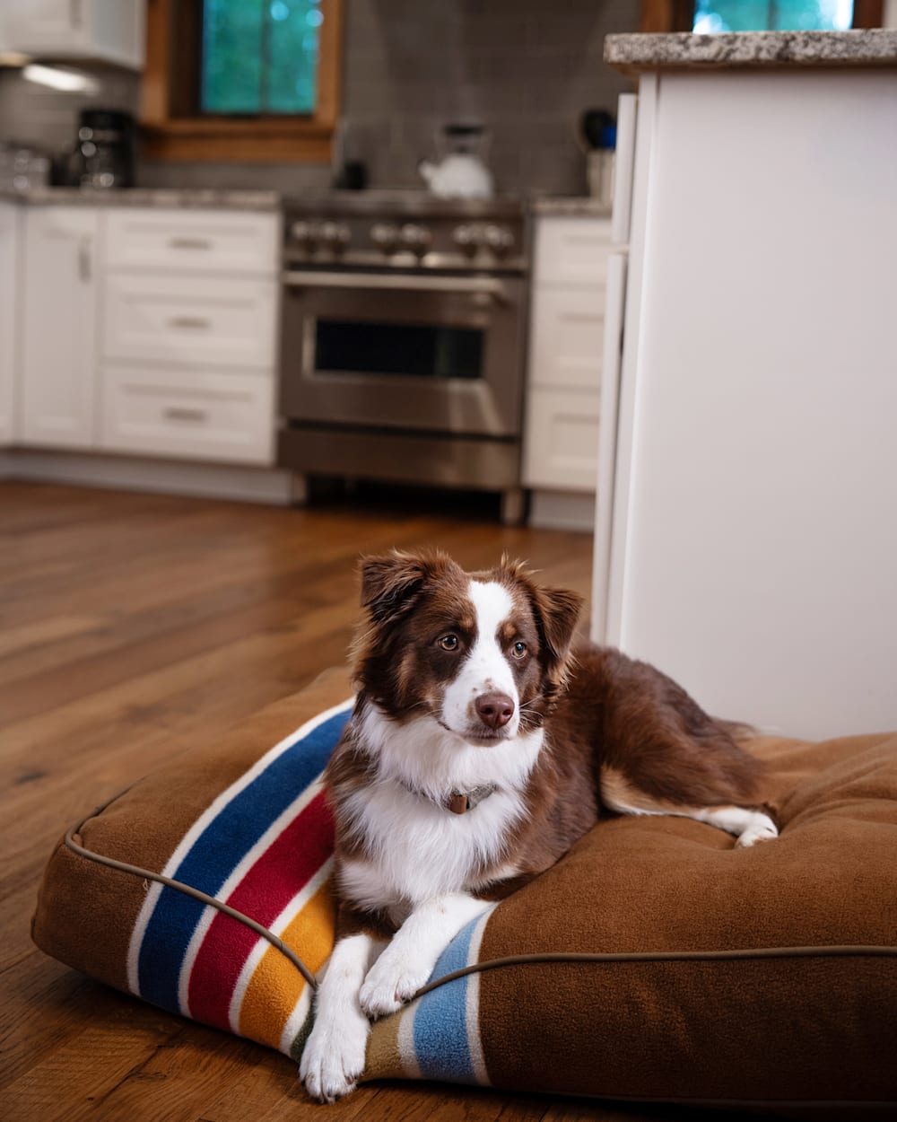 ALTERNATE VIEW OF JOSHUA TREE NATIONAL PARK PET BED - NAPPER IN JOSHUA TREE image number 2