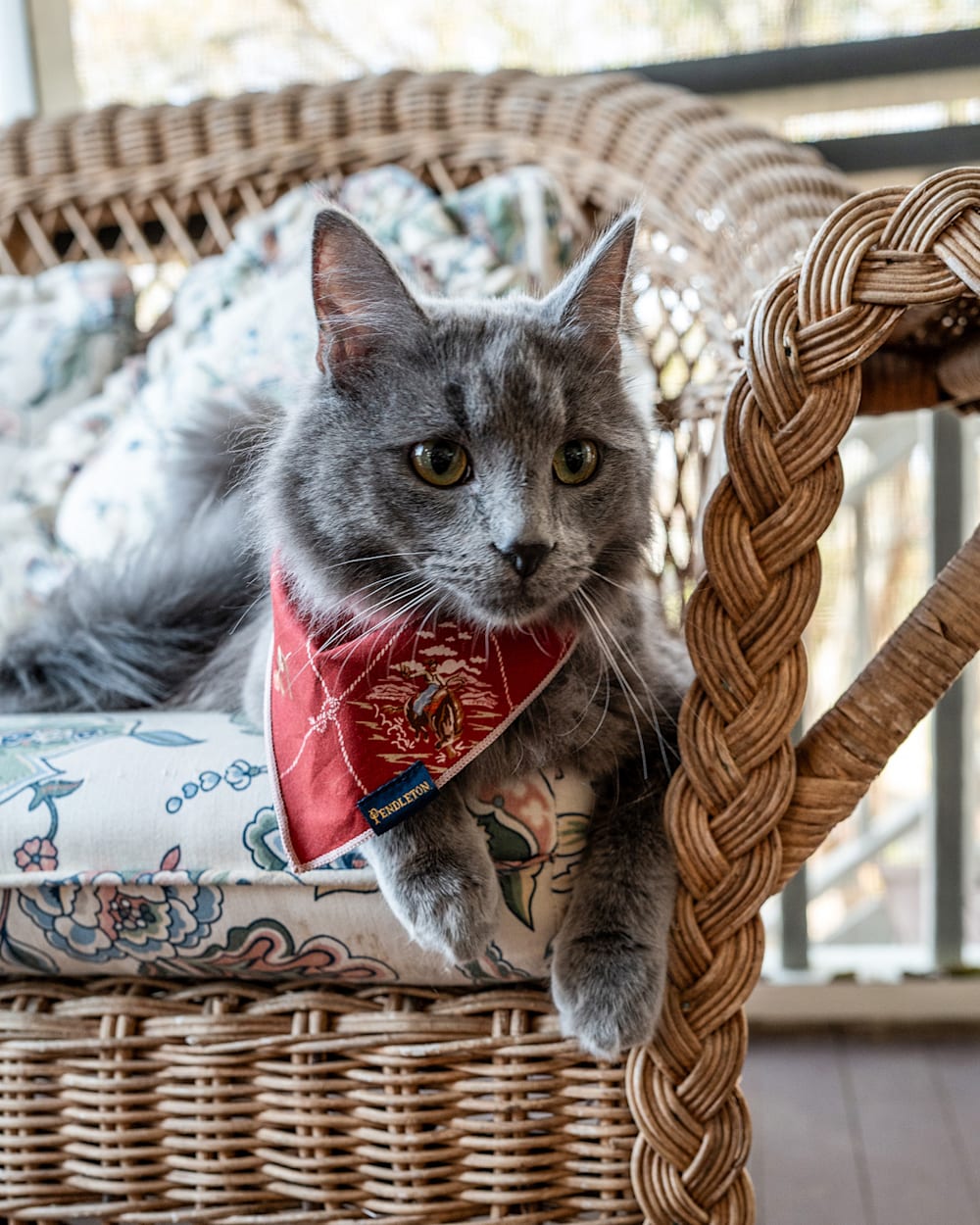 PET BANDANA 3PK IN VINTAGE WEST image number 1