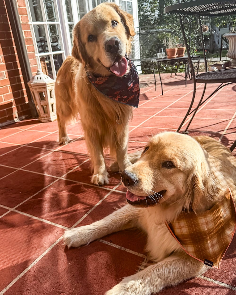 ALTERNATE VIEW OF PET BANDANA 3PK IN RIVER BEND image number 2
