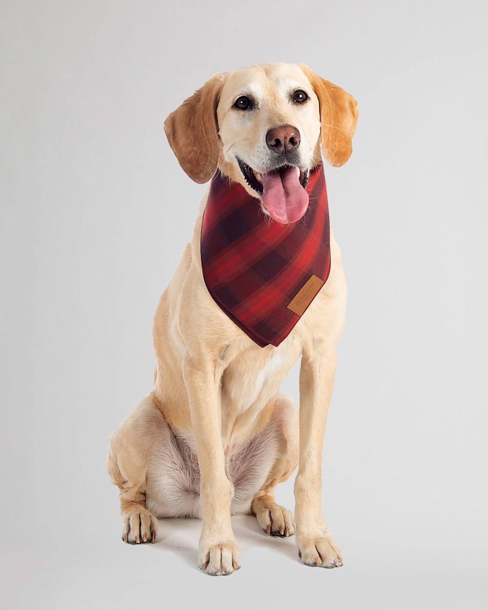 Pendleton dog bandana 2025