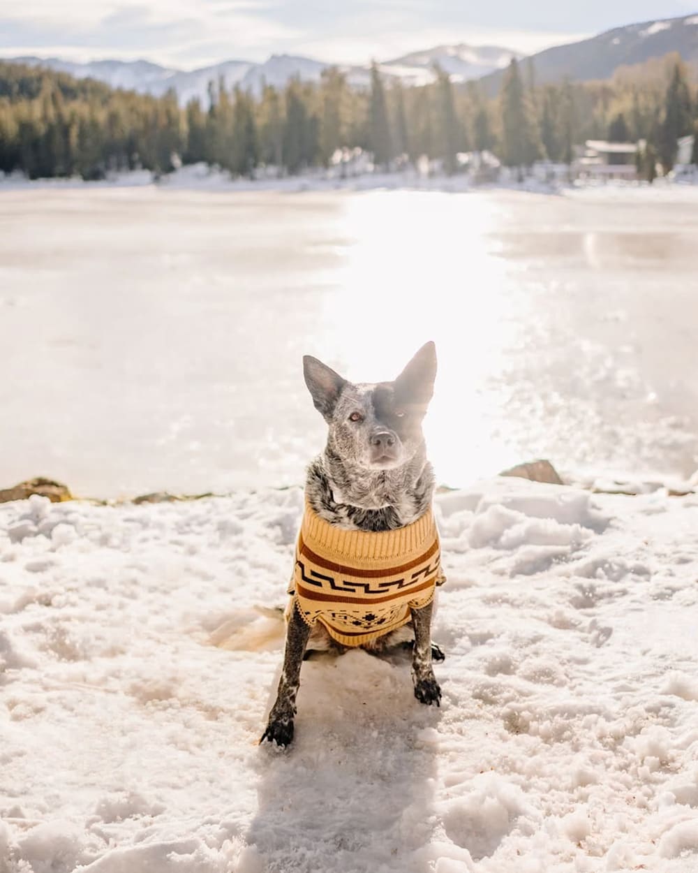 WESTERLEY PET SWEATER IN TAN/BROWN image number 1