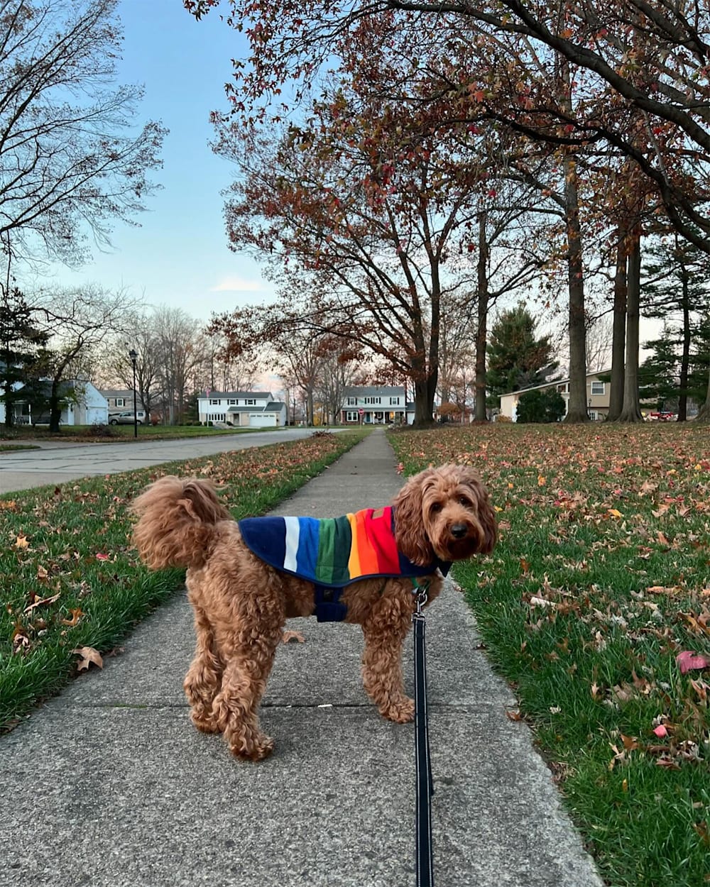 CRATER LAKE NATIONAL PARK PET VEST image number 2