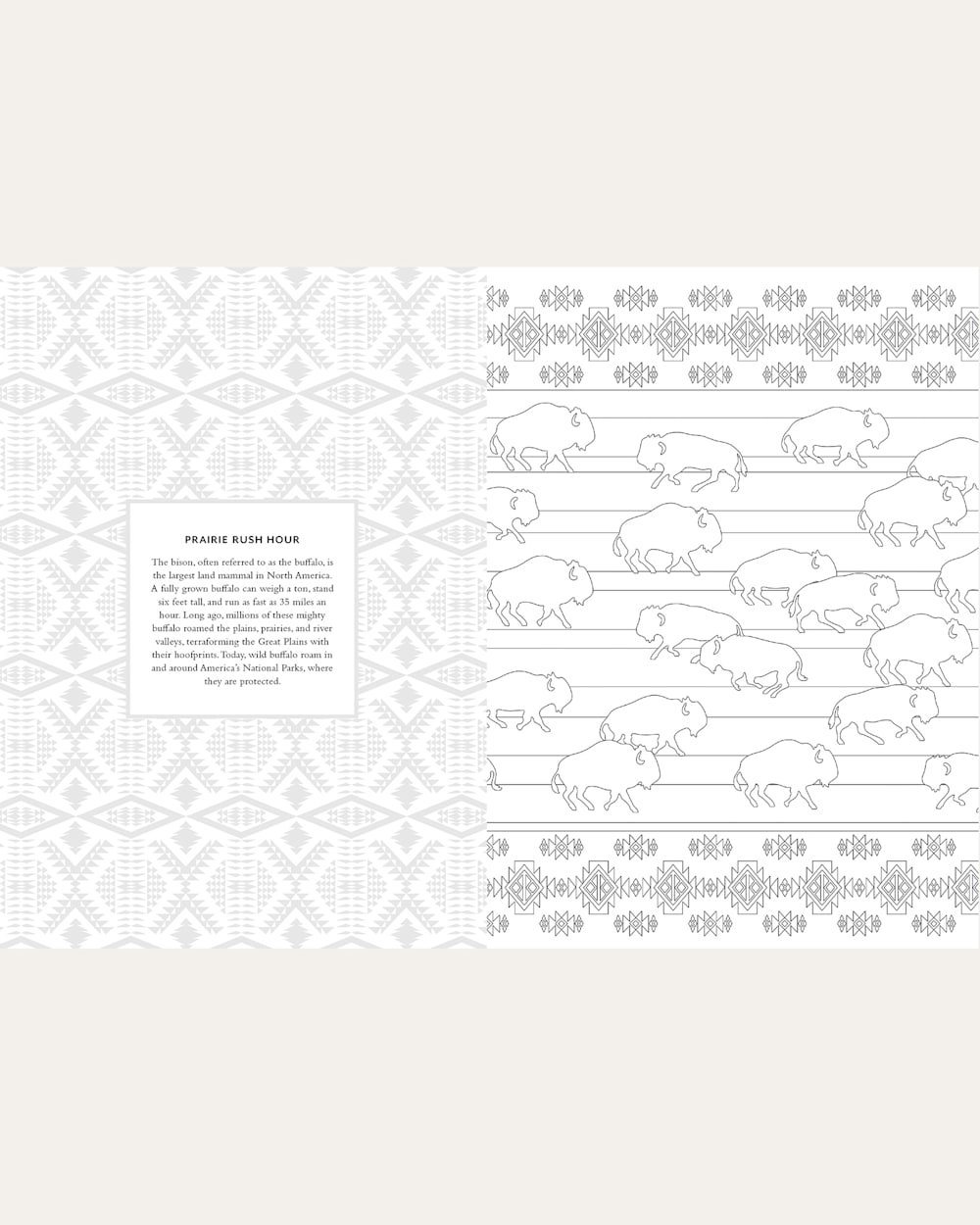 Shop The Pendleton Coloring Book With Blanket Designs | Pendleton