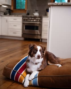 ALTERNATE VIEW OF JOSHUA TREE NATIONAL PARK PET BED - NAPPER IN JOSHUA TREE image number 2