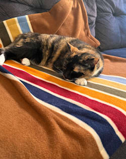 JOSHUA TREE NATIONAL PARK PET CRATE BLANKET image number 2