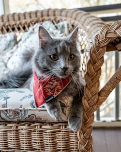 PET BANDANA 3PK IN VINTAGE WEST image number 1