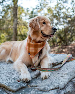 PET BANDANA 3PK IN RIVER BEND image number 1
