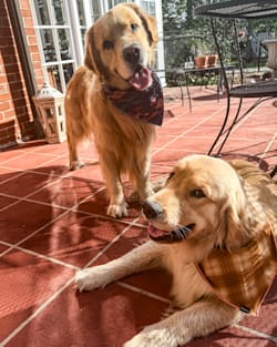 ALTERNATE VIEW OF PET BANDANA 3PK IN RIVER BEND image number 2