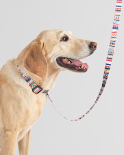 ALTERNATE VIEW OF TAMIAMI ADVENTURE DOG LEASH IN TAMIAMI image number 2