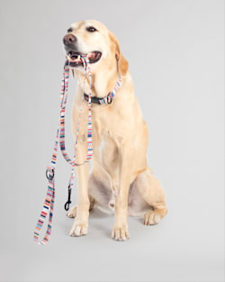 ALTERNATE VIEW OF TAMIAMI ADVENTURE DOG LEASH IN TAMIAMI image number 3