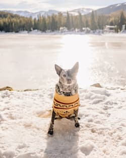WESTERLEY PET SWEATER IN TAN/BROWN image number 1