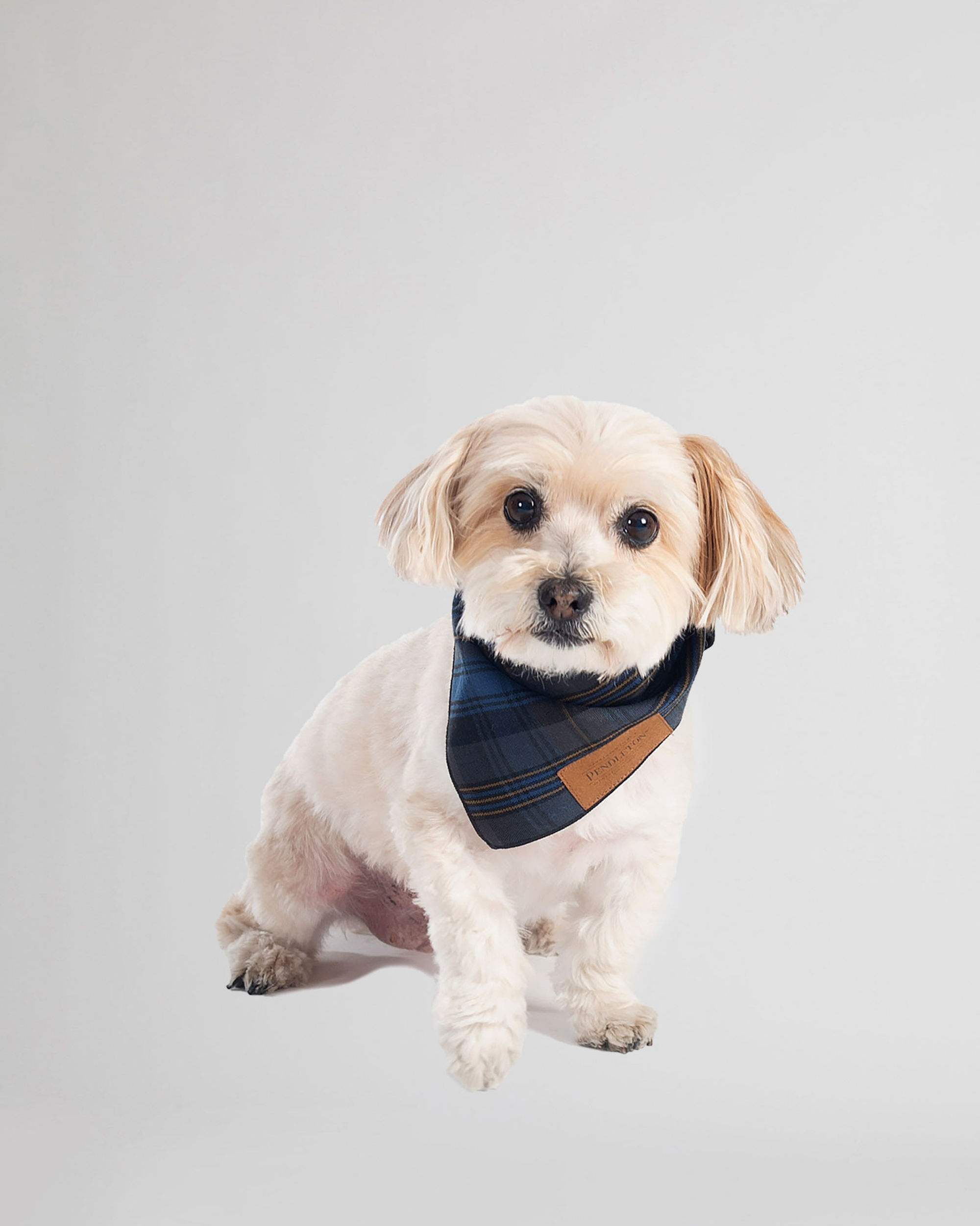 Dog with bandana 2025